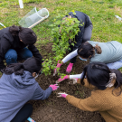 UC Davis students, employees, planners, researchers, landscapers and community volunteers are helping to plant new trees throughout campus. (Matthew Chan/UC Davis)