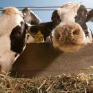 Two cows eating hay.