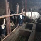 Cows on a farm in Hawassa, Ethiopia