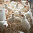 Chickens in a coop.