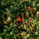 Tomatoes growing on vines.