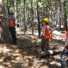 UC Davis field crew conducts forest inventory in the Emerald Point old-growth stand at Lake Tahoe. Ancient ponderosa pines that once grew in a open-canopied forest now confront waves of fire-intolerant firs and incense cedars that have taken advantage of a century of fire suppression. (Hugh Safford, UC Davis)
