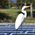 A Great Egret rests atop an floating solar project. (Rebecca R. Hernandez, UC Davis)