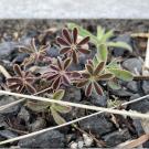 Arroyo/succulent lupine, Lupinus succulentus 