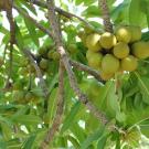 Shea tree fruit are a nutritious and valued food sources in rural communities. The seeds can also be turned into shea butter used in beauty products. Photo Credit: Iago Hale / UNH