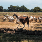 The llama and her flock at the Sheep Barn. (Jael Mackendorf / UC Davis)