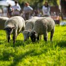 Sheep on a lawn