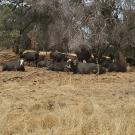 Cows gathering at the 625-acre grazing site in Browns Valley. (Kristina Horback / UC Davis)