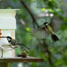 A juvenile great tit solves a foraging puzzle by pushing a sliding door to the left while being observed by two other young birds. (Sonja Wild, UC Davis)