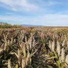 A field of sorghum.