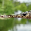 This spotted gar in the Louisiana Bayou is an ancient and native fish species. (Solomon David/Nicholls State University)