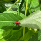 Spotted lanternfly research at the Contained Research Facility on campus. (Walse Lab / UC Davis)