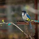 Wild birds at the Student Farm in UC Davis on Monday, March 22, 2021.