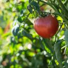 A tomato growing at the Student Farm. (Jael Mackendorf / UC Davis)
