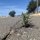 Tarweed plant growing near I-80 in Davis.