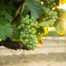 Grapes in a vineyard (Jael Mackendorf/UC Davis)