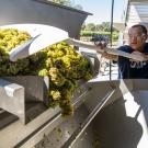 A person dumps grapes into a facility