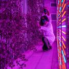 Yufei Qian, a graduate student in Horticulture & Agronomy, inspects some of the plants.