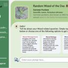 A mockup of what WeedChat would look like. (Mohsen Mesgaran / UC Davis) 