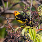 Western tanagers are migratory birds that are present in Northern California in the spring and again in late summer. A new study shows that observations by 'citizen scientists' using apps such as iNaturalist and eBird accurately reflect bird migrations and therefore can be used in scientific studies. (Photo by Jonathan Eisen, UC Davis)