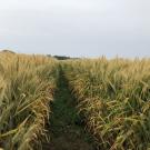 Rows of wheat.