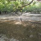 Irrigation system at an almond orchard, photo by: Sat Darshan S. Khalsa