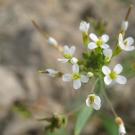 Studying the genome of thale cress, a small flowering weed, led to a new understanding about DNA mutations. (Pádraic Flood)