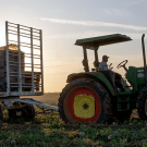 A tractor carries people working at a melon harvest.