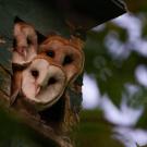 Three barn owls peek out of a nest box in Davis. A UC Davis study found the best time to clean nest boxes is in the fall, before the owls' winter breeding season. (Ryan Bourbour/UC Davis)