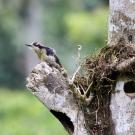  A black-cheeked woodpecker at its natural cavity. (Daniel Karp/UC Davis)