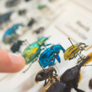 A finger points to a beetle specimen in a display case.