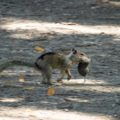 A California ground squirrel in Conta Costa County runs with a vole it hunted in its mouth. A study from UC Davis and University of Wisconsin-Eau Claire is the first to document widespread carnivorous feeding of voles by squirrels. (Sonja Wild, UC Davis)