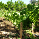 Celtuce is a stem lettuce grown for its crunchy stalk. Photo by: Kaylie Grundmeyer