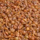 Chardonnay Pumace