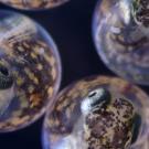 Three Killifish embryos