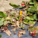 Strawberry plants affected by Fusarium wilt taken at the Armstrong Pathology Farm. Photos by Fred Greaves for UC Davis