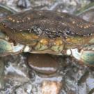 Green crab
