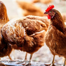 Chickens gather together