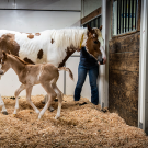 A horse with a pony in the Horse Barn.