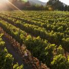 Rows of grapes on the vine.