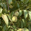 The UC Wolfskill walnut will allow growers to harvest earlier and still provide quality, yield and color of the state’s leading variety. (Jeanine Hasey)