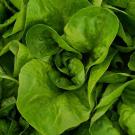Leaves of green lettuce