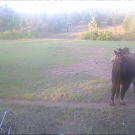 A gray wolf captured on a game camera approaching a bull in June 2023. (Tina Saitone and Ken Tate / UC Davis)