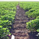 Rows of Pima and Upland cotton from screening trial of Fusarium wilt disease. (Bob Hutmacher/UC Davis)