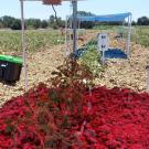 Solar panels emit a red light over tomato plants growing in a research field at UC Davis in 2022. The work further tests the findings of a UC Davis study showing plants in agrivoltaic systems respond best to the red spectrum of light while blue light is better used for energy production. (Andre Daccache/UC Davis)