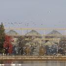 Rice silos with birds