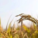 UC Davis and Chinese scientists have found a way to create disease-resistant rice with high yields. (Zhudifeng/Getty Images photo)