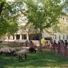 Sheep grazing on the grass mounds near the Silo and Bainer Hall on April 1, 2022. Photo by: Karin Higgins