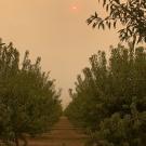 A serene grove of trees with a clear path running through the middle, leading towards the horizon. The orange tint in the sky is due to atmospheric conditions like smoke or dust.