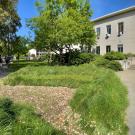 Sod couch outside of Hunt Hall. (Tiffany Dobbyn)